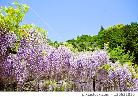Wisteria trellis in full bloom 126621836