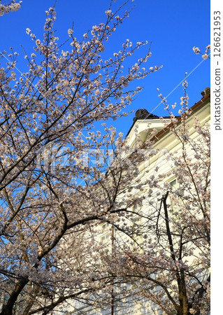 鶴岡公園：櫻花盛開 126621953