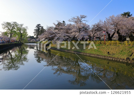 鶴岡公園：櫻花盛開 126621955