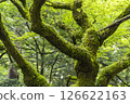 長滿青苔的樹木和清新的綠色森林風景 126622163