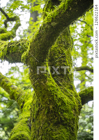 長滿青苔的樹木和清新的綠色森林風景 126622164