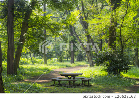 沐浴在晨光中的安靜森林長椅 126622168