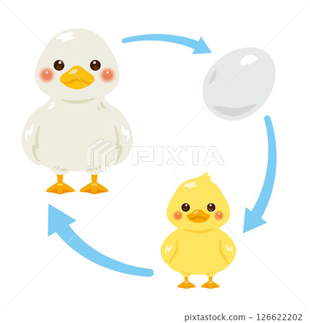 Egg, chick and duck illustration set Egg, chick and duck illustration set 126622202