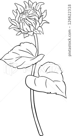 Sunflower Plant with Flower and Leaves Outline Illustration. Sunflower Plant with Flower and Leaves Outline Illustration. 126622318
