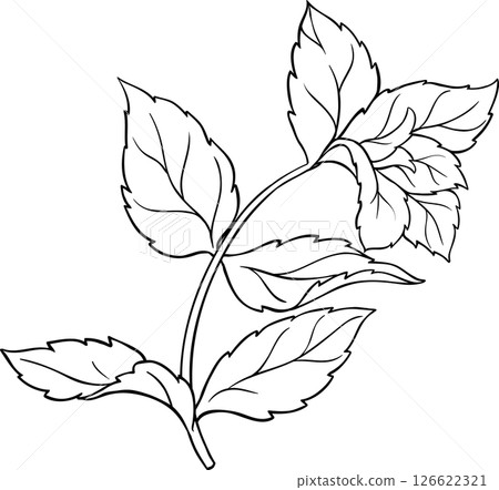 Peppermint Branch Leaves Outline Illustration. Essential oil ingredient for cosmetics, spa, aromatherapy, health care, alternative medicine. Organic natural aromatic herb. 126622321