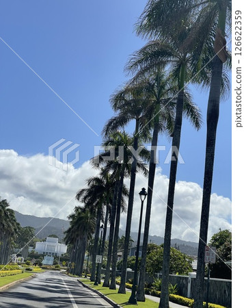 一條維護良好的熱帶公路，兩旁種滿了棕櫚樹。沿著這條路行駛，就能讓你精神煥發。 126622359
