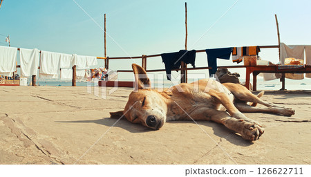 Varanasi, Uttar Pradesh, India. Dog sleeping on ghat steps at morning. 126622711