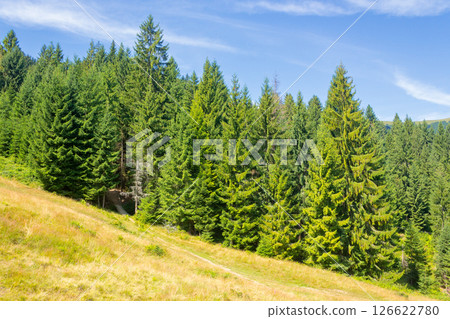 coniferous forest on the grassy hillside. scenic spruce woods of europe. sunny day. carpathian mountain landscape on ukraine in summer. scenery on borzhava ridge coniferous forest on the grassy hillside. scenic spruce woods of europe. sunny day. carpathian mountain landscape on ukraine in summer. scenery on borzhava ridge 126622780