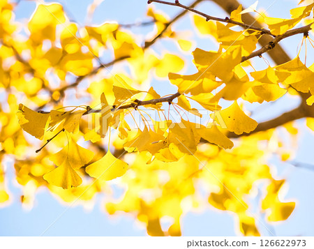 Leaves of ginkgo biloba colored yellow 126622973