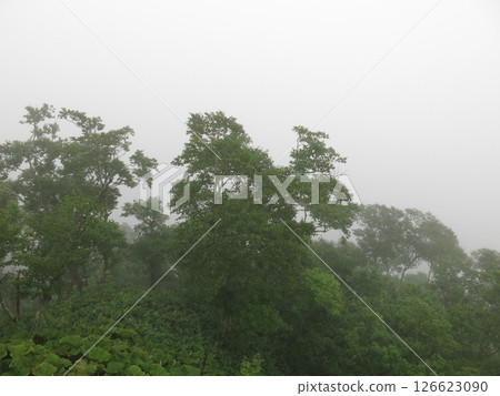 Lake Mashu in summer, obscured by fog (view from the first observation deck) 126623090
