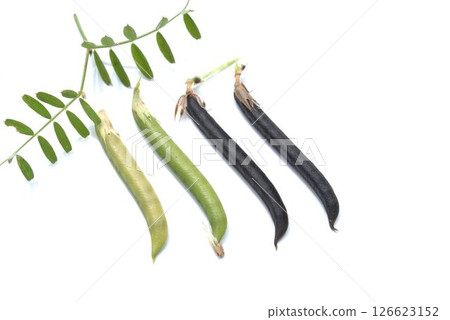 野豌豆莢（鴉豆） 126623152