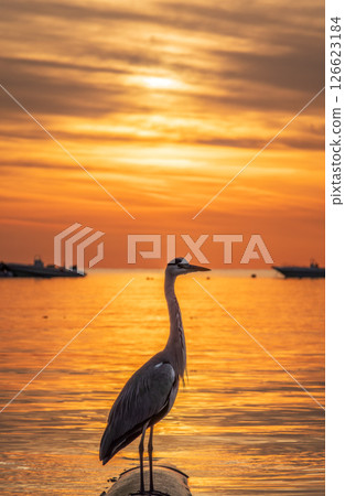 A heron hunting in the sea in the sunset or sunrise light 126623184