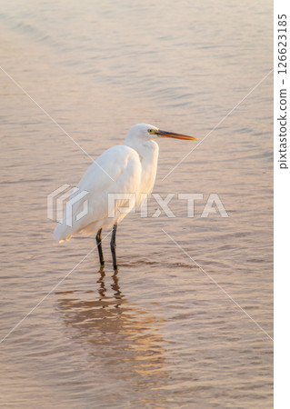 Great egret (Ardea alba), a medium-sized white heron fishing on the sea beach Great egret (Ardea alba), a medium-sized white heron fishing on the sea beach 126623185