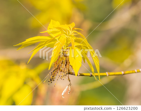 Acer negundo, Box elder, boxelder, ash-leaved and maple ash, Manitoba, elf, ashleaf maple male inflorescences and flowers on branch outdoor. 126623200