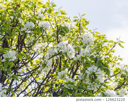 White blossoming apple trees in the sunset light. Spring season, spring colors. White blossoming apple trees in the sunset light. Spring season, spring colors. 126623220