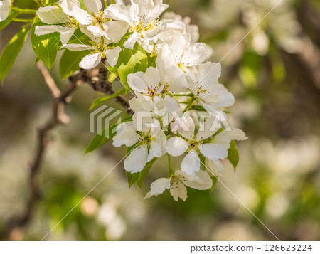 White blossoming apple trees in the sunset light. Spring season, spring colors. White blossoming apple trees in the sunset light. Spring season, spring colors. 126623224