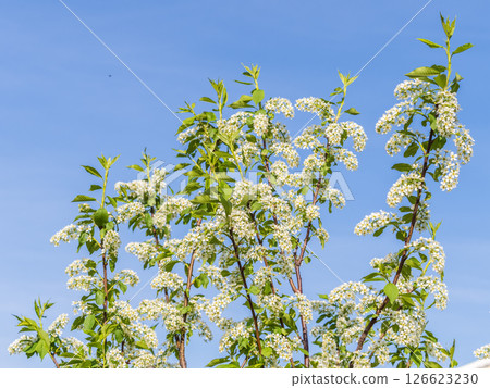 Apple tree branches with white flowers on a background of blue clear sky. Apple tree branches with white flowers on a background of blue clear sky. 126623230