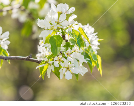 White blossoming apple trees in the sunset light. Spring season, spring colors. White blossoming apple trees in the sunset light. Spring season, spring colors. 126623233