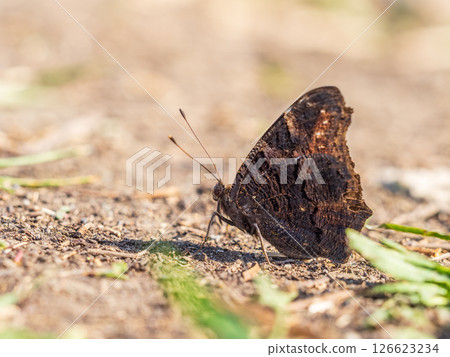 Peacock butterfly on the ground among the grass 126623234
