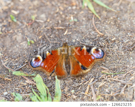 Peacock butterfly on the ground among the grass Peacock butterfly on the ground among the grass 126623235