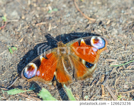 Peacock butterfly on the ground among the grass 126623236