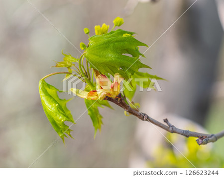 Blooming Norway Maple, Acer platanoides, in beautiful light Blooming Norway Maple, Acer platanoides, in beautiful light 126623244