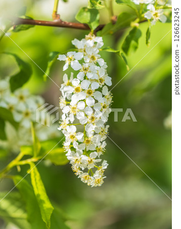 White flowers blooming bird cherry. Close-up of a Flowering Prunus padus Tree with White Little Blossoms White flowers blooming bird cherry. Close-up of a Flowering Prunus padus Tree with White Little Blossoms 126623245