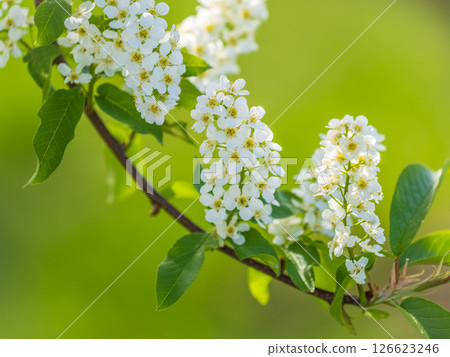 White flowers blooming bird cherry. Close-up of a Flowering Prunus padus Tree with White Little Blossoms White flowers blooming bird cherry. Close-up of a Flowering Prunus padus Tree with White Little Blossoms 126623246