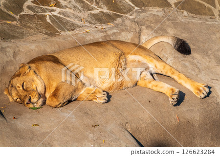 An asian female lion laying on the ground An asian female lion laying on the ground 126623284