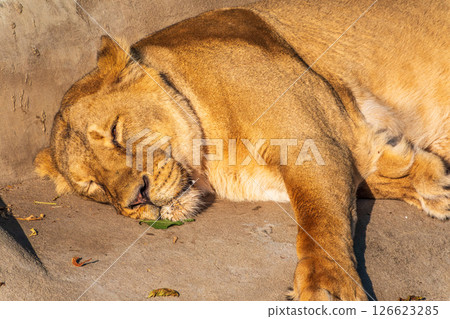 An asian female lion laying on the ground An asian female lion laying on the ground 126623285