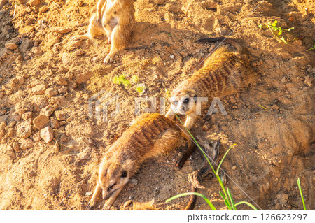A group of cute meerkats. Meerkat Family are sunbathing. 126623297