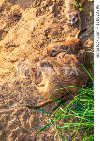 A group of cute meerkats. Meerkat Family are sunbathing. 126623298