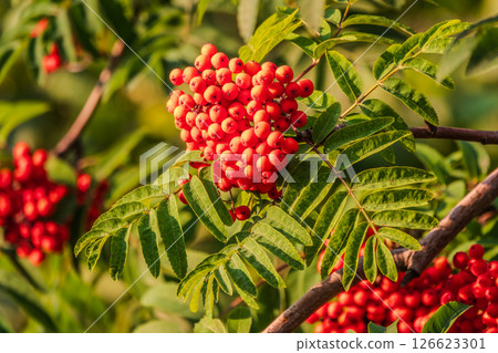 Autumn bright red rowan berries with leaves Autumn bright red rowan berries with leaves 126623301
