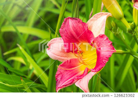 Close up of a pink daylily flower in bloom 126623302