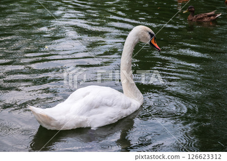 A graceful white swan swimming on a lake with dark water. The white swan is reflected in the water 126623312