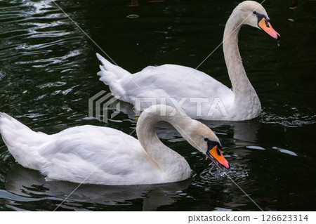 Two Graceful white Swans swimming in the lake, swans in the wild 126623314