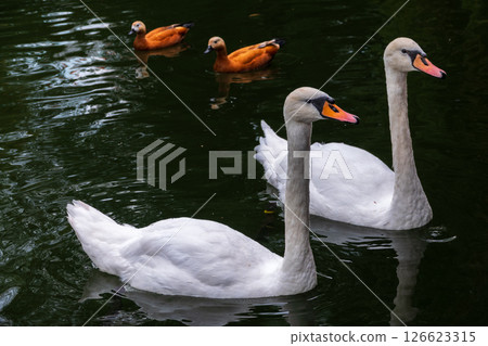 Two Graceful white Swans swimming in the lake, swans in the wild 126623315