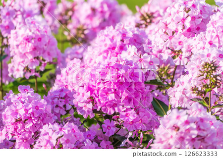 Pink phlox flowers. Phlox paniculata. Flowering herbaceous plants. Blooming phlox paniculata in the garden 126623333