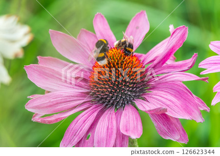 A closeup shot of a bee collecting pollen on a purple echinacea flower 126623344