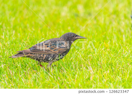 The common starling or European starling, Sturnus vulgaris, on a sprng lawn. The common starling or European starling, Sturnus vulgaris, on a sprng lawn. 126623347