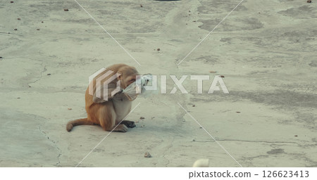 Agra, Uttar Pradesh, India. Monkey Takes Food Out Of Plastic Bag. Concept Problem Of Plastic Pollution. Animal Life In Urban Environment. Animals Live Next To People. Bonnet Macaque - Macaca Radiata Agra, Uttar Pradesh, India. Monkey Takes Food Out Of Plastic Bag. Concept Problem Of Plastic Pollution. Animal Life In Urban Environment. Animals Live Next To People. Bonnet Macaque - Macaca Radiata 126623413