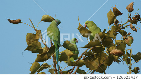Agra, Uttar Pradesh, India. Motion Rose-ringed Parakeet Siting On Tree Branch. Sittacula Krameri, Ringneck Parrot, Kramer Parrot From Psittacidae Family. Indian Rose-ringed Parakeet Manillensis Agra, Uttar Pradesh, India. Motion Rose-ringed Parakeet Siting On Tree Branch. Sittacula Krameri, Ringneck Parrot, Kramer Parrot From Psittacidae Family. Indian Rose-ringed Parakeet Manillensis 126623417