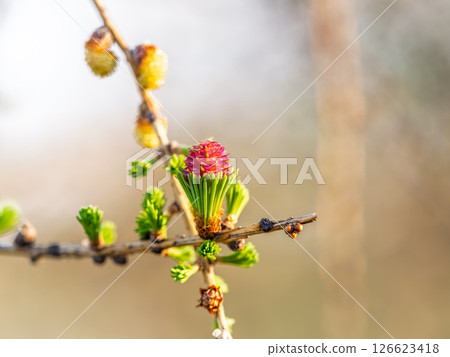 Larch tree fresh pink cones blossom at spring on nature background Larch tree fresh pink cones blossom at spring on nature background 126623418