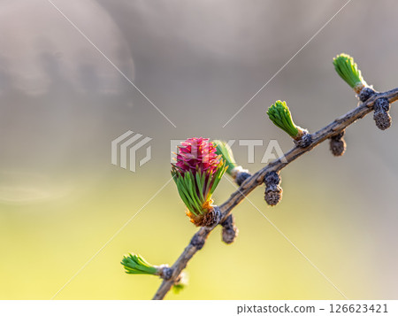 Larch tree fresh pink cones blossom at spring on nature background 126623421