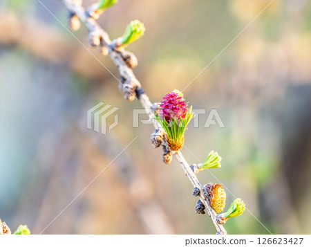 Larch tree fresh pink cones blossom at spring on nature background 126623427