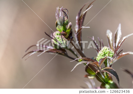 Small buds of sambucus racemosa in early spring time. Small buds of sambucus racemosa in early spring time. 126623436