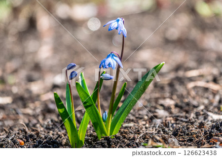 Siberian squill, wood squill, Scilla siberica meadow plant with blue blossom in grass. Spring flower background 126623438