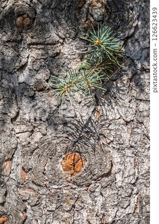 Bark texture and background of a old fir tree trunk. Detailed bark texture. Natural background 126623439