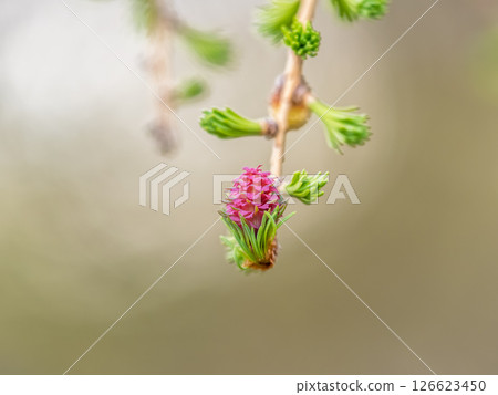 Larch tree fresh pink cones blossom at spring on nature background Larch tree fresh pink cones blossom at spring on nature background 126623450
