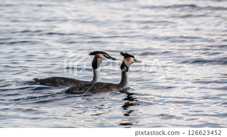 Two Great Crested Grebes swim in the lake 126623452